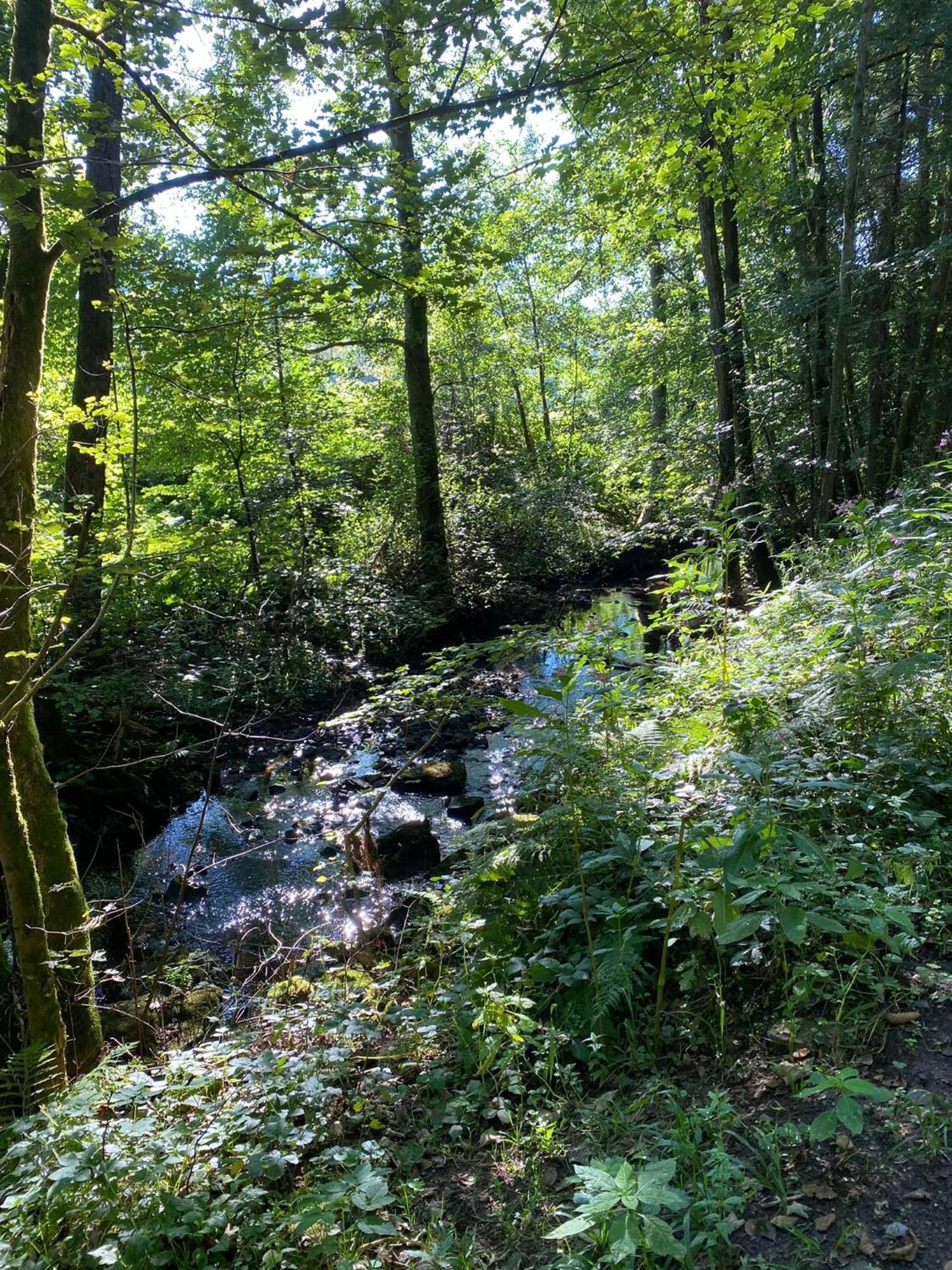 Ferienhaus Vulkaneifel Abtei Himmerod Großlittgen Buitenkant foto