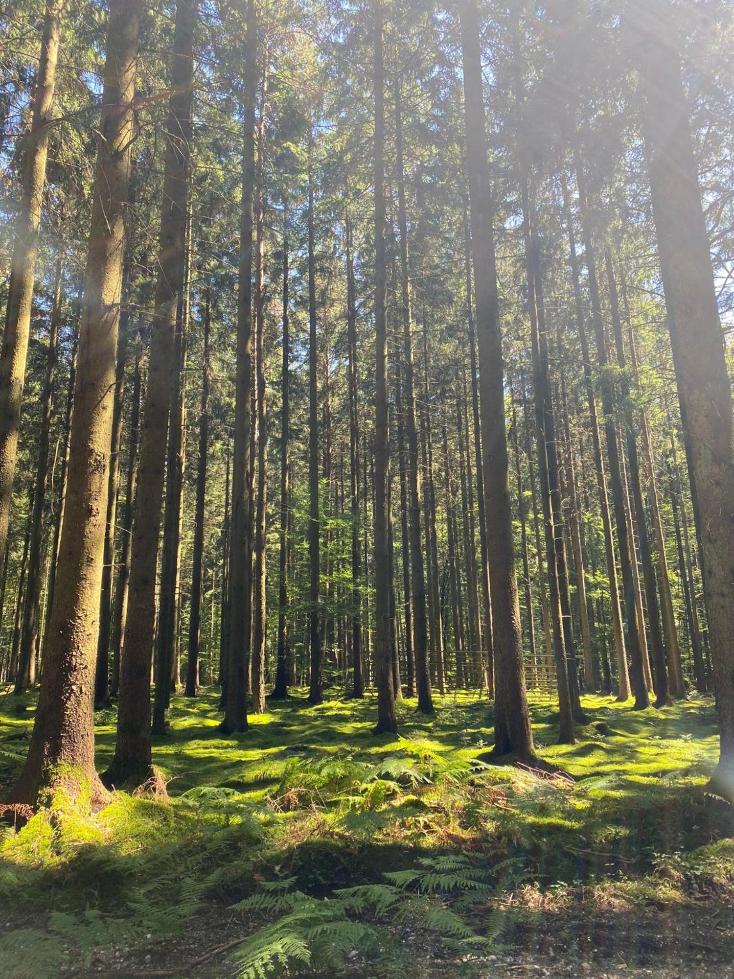 Ferienhaus Vulkaneifel Abtei Himmerod Großlittgen Buitenkant foto