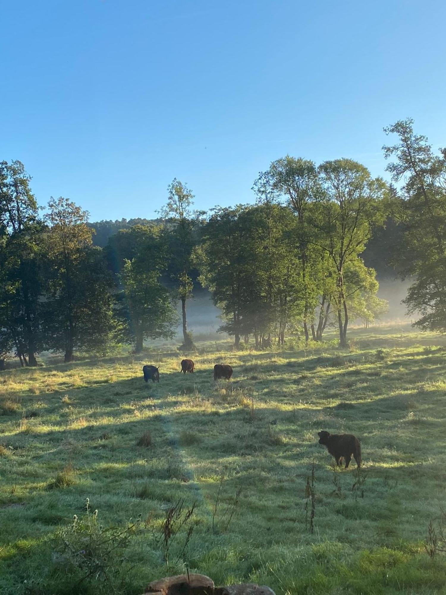 Ferienhaus Vulkaneifel Abtei Himmerod Großlittgen Buitenkant foto
